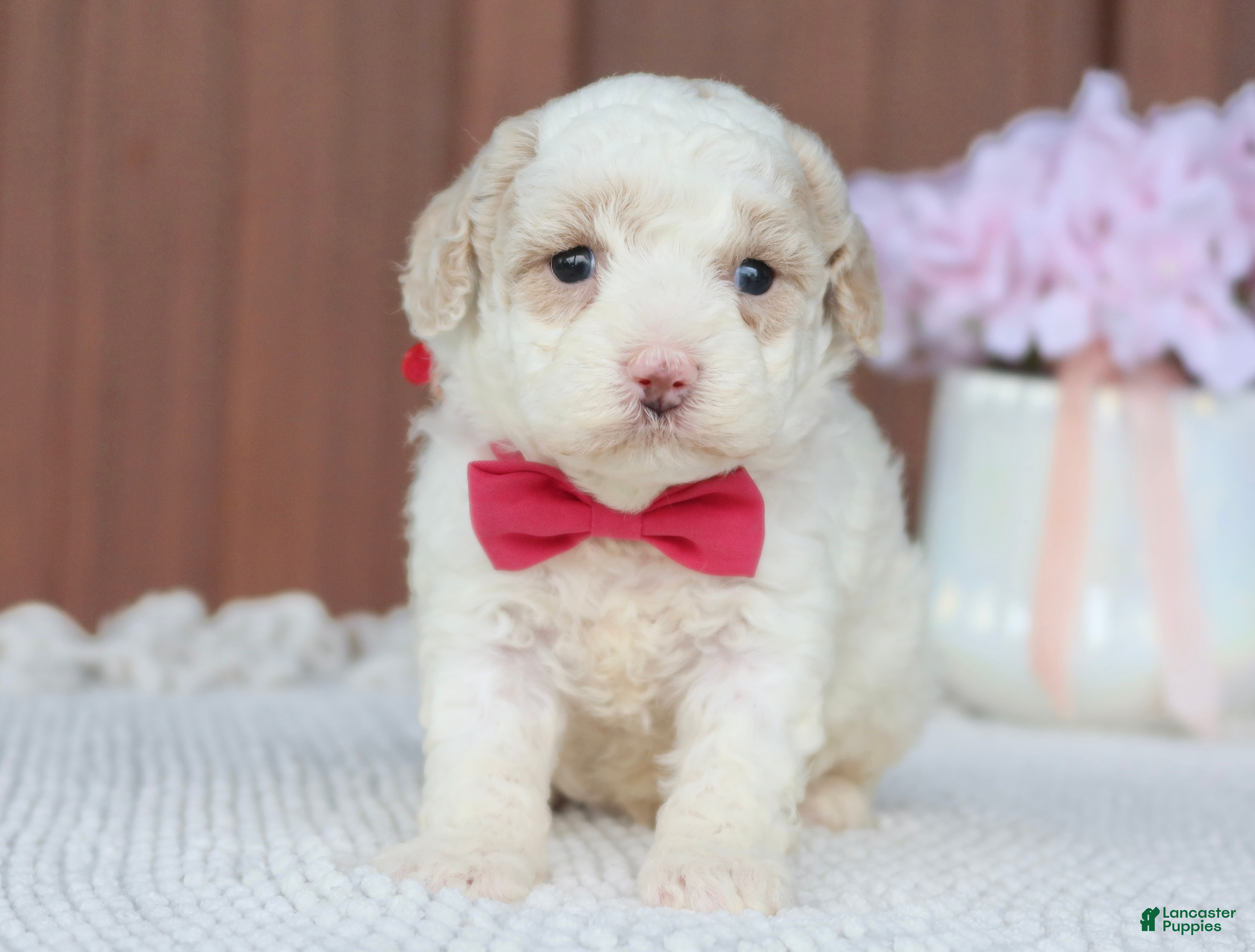 Toy Poodle dogs Star - Ad 1