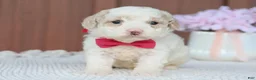 Toy Poodle dogs for sale: Star - Ad 1