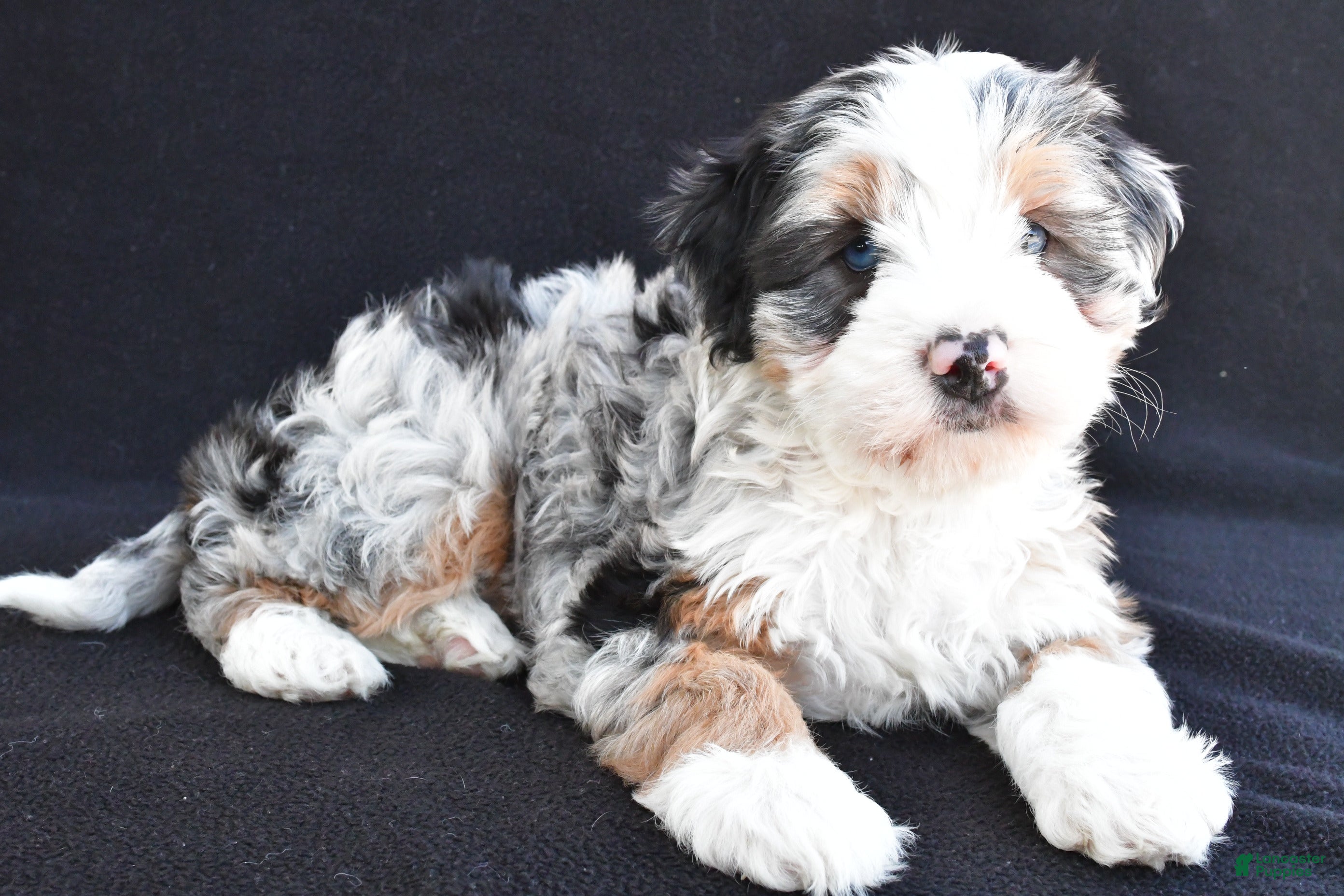 Mixed Breed dogs Caroline - Ad 2