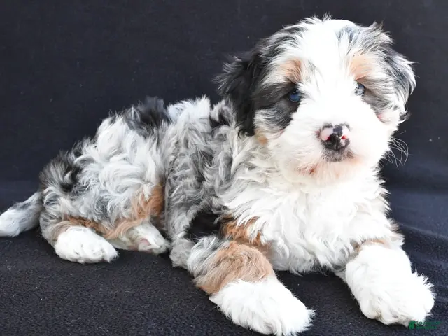 Mixed Breed dogs Caroline - Ad 2