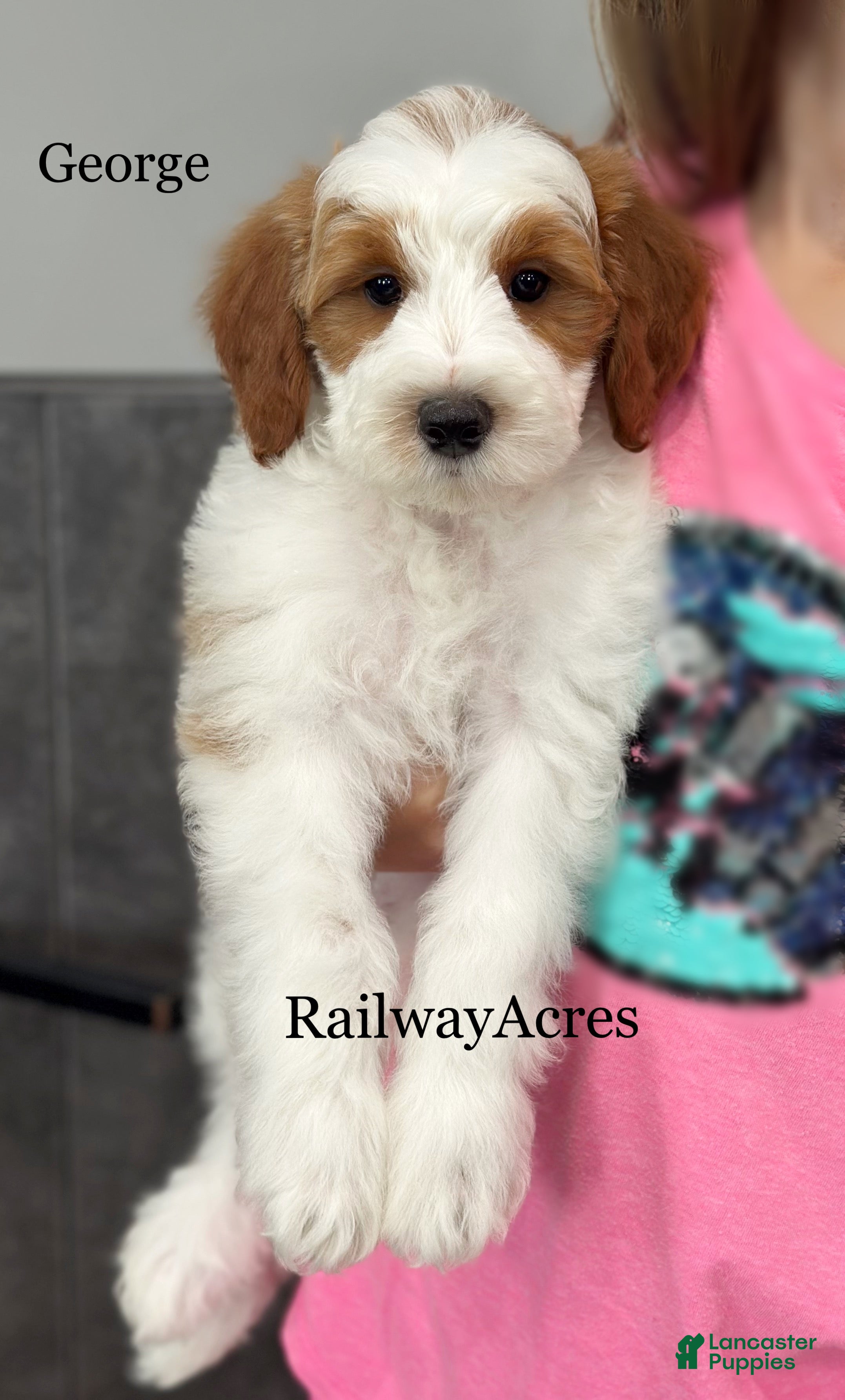 Mini Goldendoodle dogs George - Ad 28