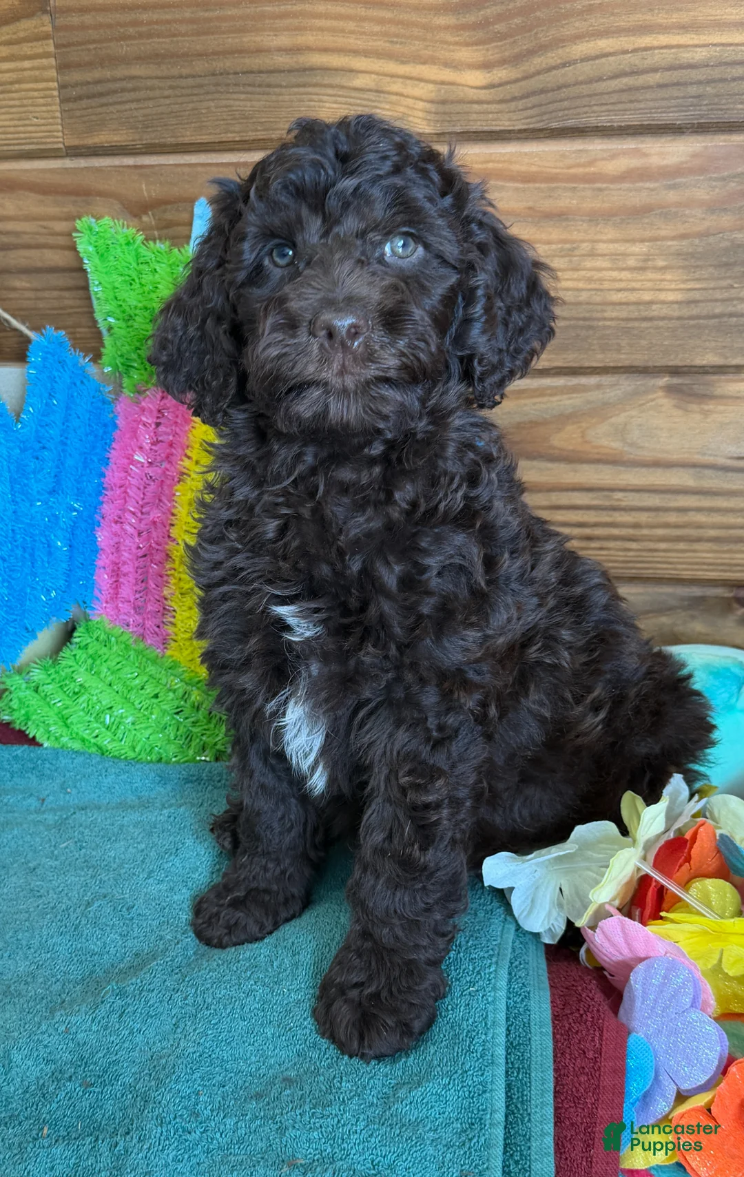 Mini Goldendoodle dogs for sale: Deano - Ad 2