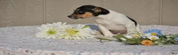 Jack Russell Terrier dogs for sale: Charlie - Ad 2