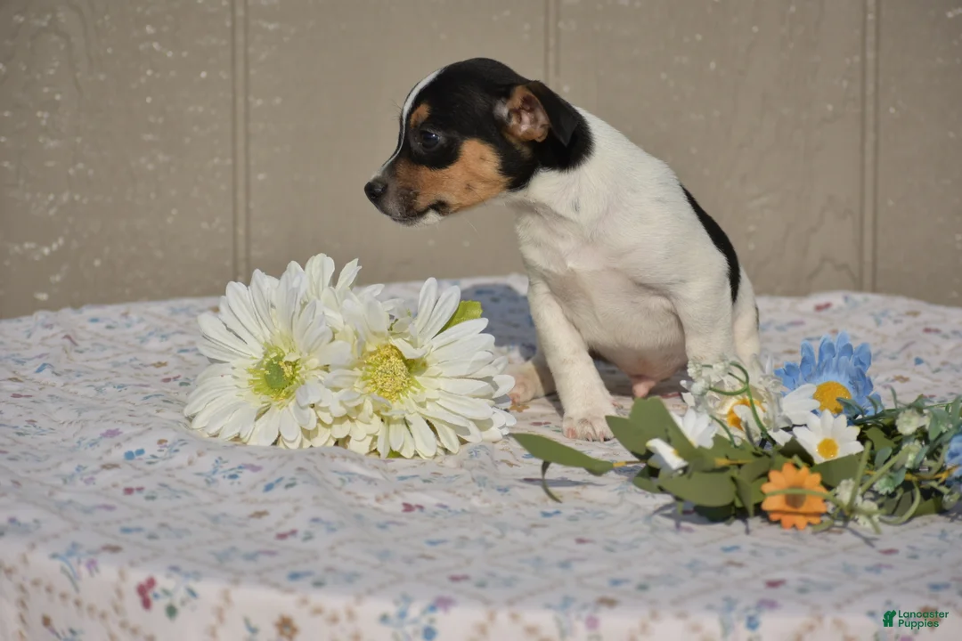 Jack Russell Terrier dogs for sale: Charlie - Ad 2