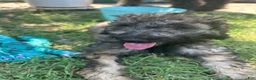 Bordoodle dogs for sale: Roxy - Ad 4