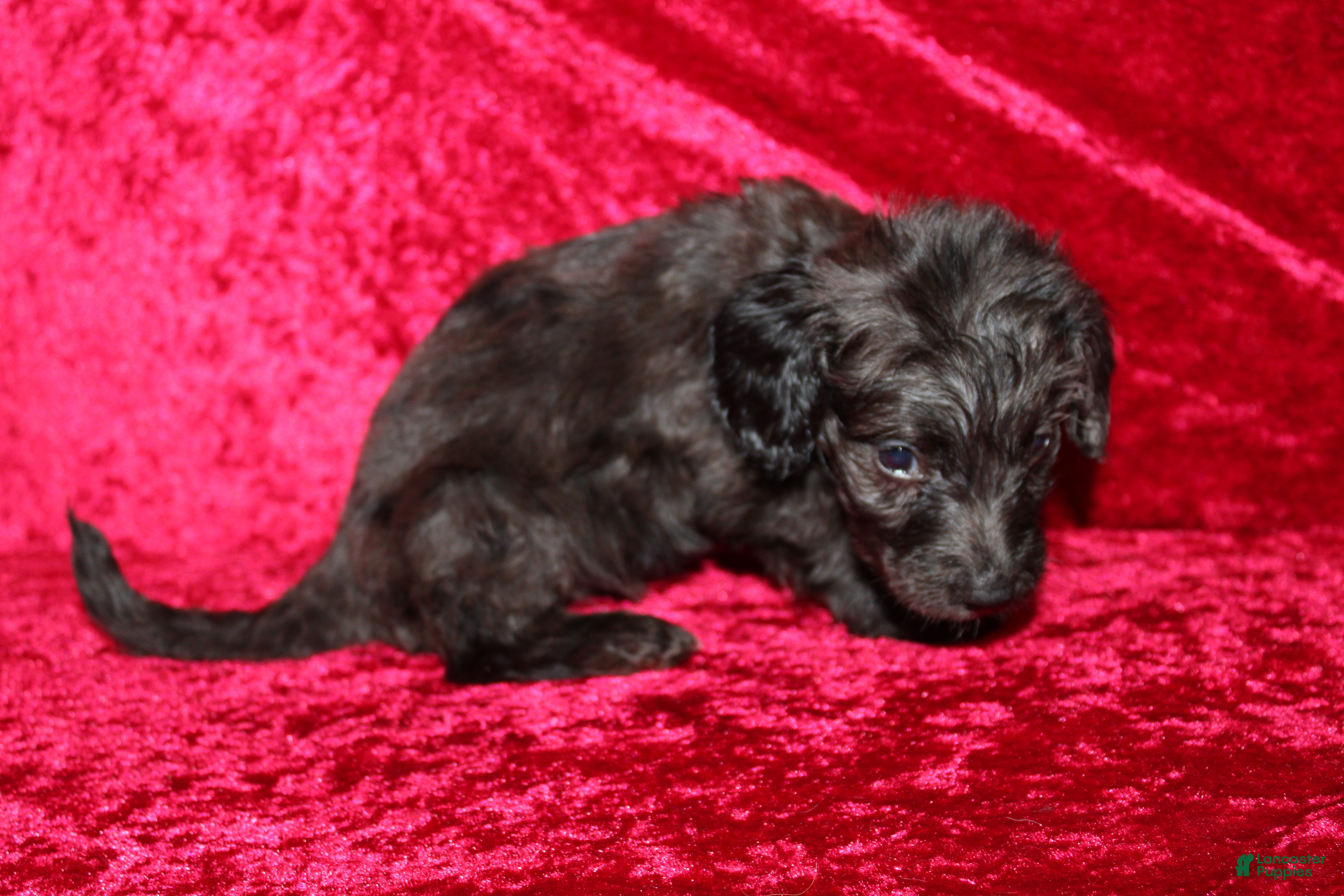 Doxiepoo dogs Doxiepoo Mia - Ad 14