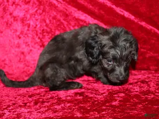 Doxiepoo dogs Doxiepoo Mia - Ad 14