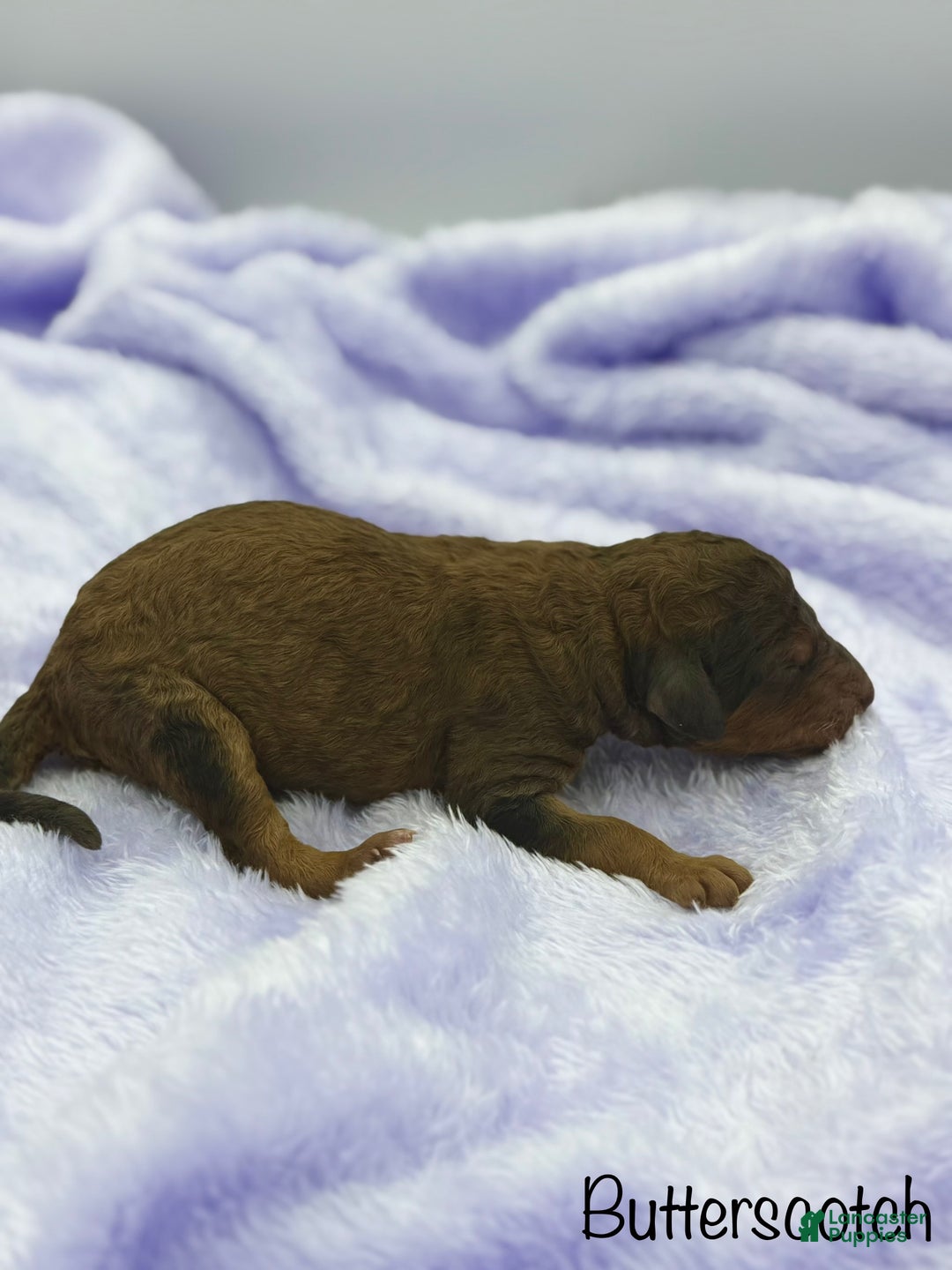 Sheepadoodle dogs for sale: Butterscotch - Ad 6