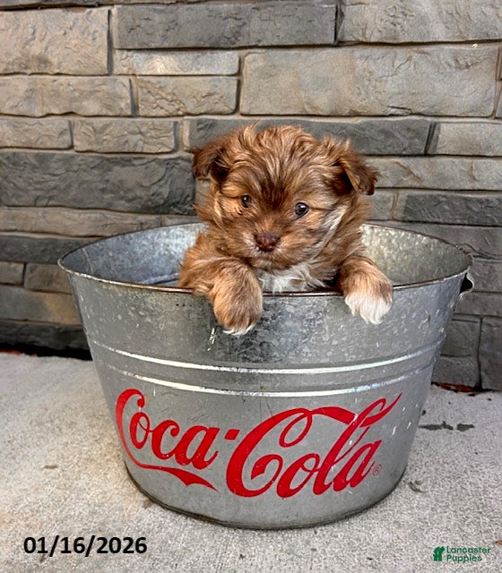 Mixed Breed dogs Tessa - Ad 10