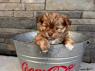 Mixed Breed dogs Tessa - Ad 33