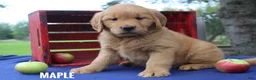 Golden Retriever dogs for sale: Maple - Ad 4