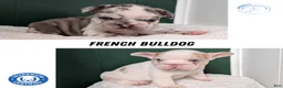 French Bulldog dogs for sale: Kya - Ad 8