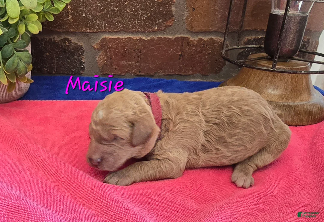Goldendoodle dogs for sale: Mini Goldendoodle 10 - Ad 1