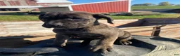 Cane Corso dogs for sale: Callie - Ad 4