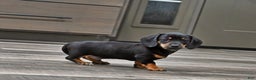 Miniature Dachshund dogs for sale: Benny - Ad 3