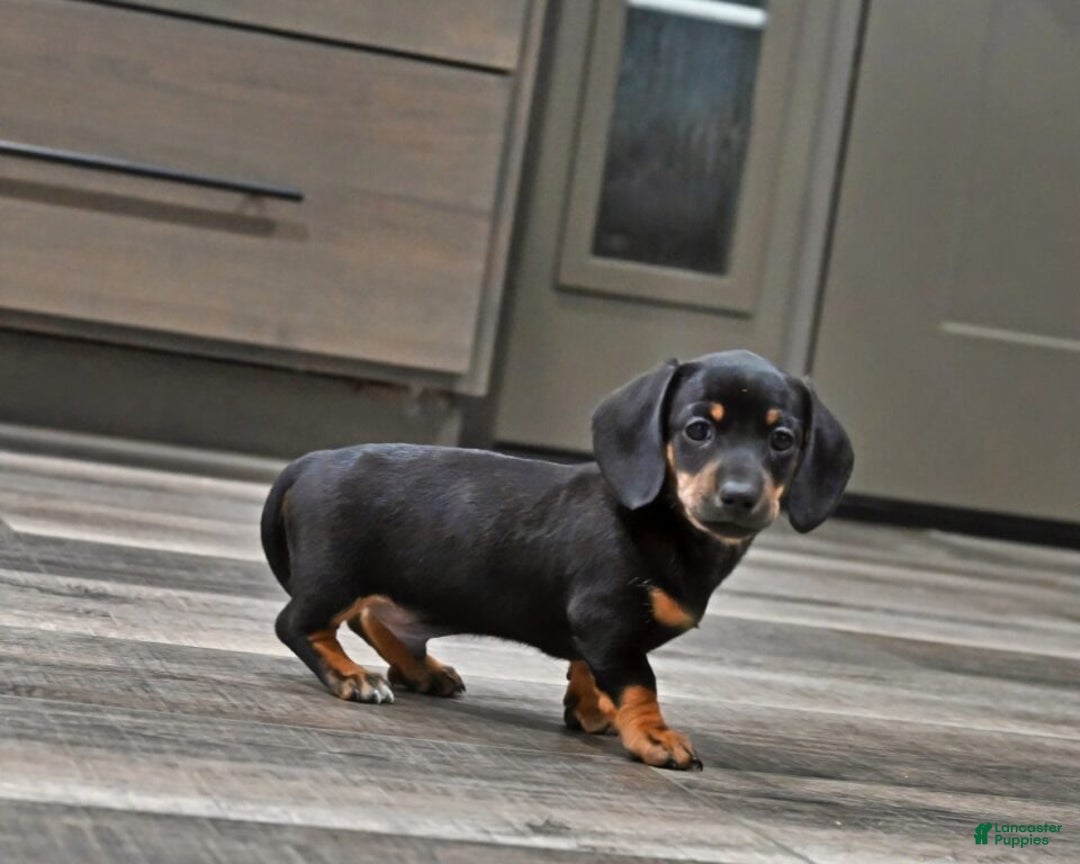 Miniature Dachshund dogs for sale: Benny - Ad 3