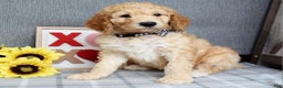Standard Poodle dogs for sale: Chester  - Ad 7