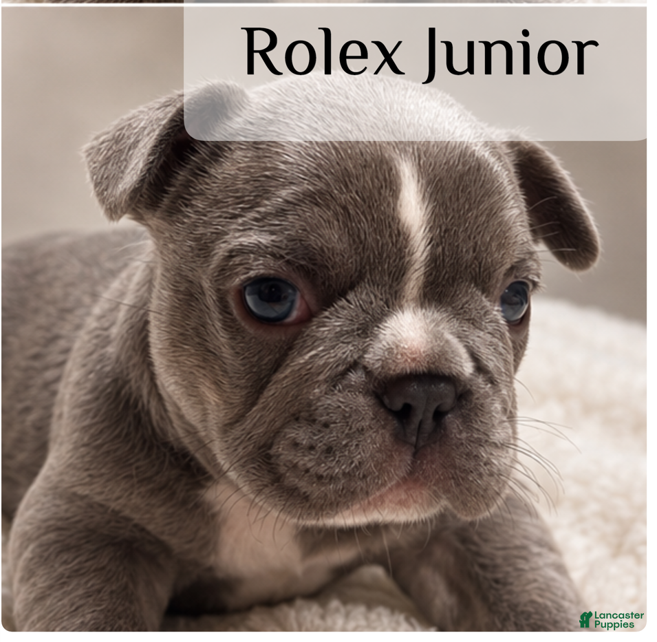 French Bulldog dogs Junior French Bulldog 2 - Ad 11