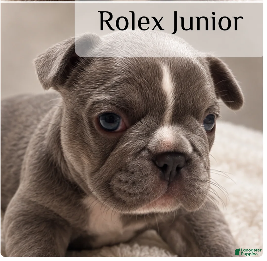 French Bulldog dogs for sale: Junior French Bulldog 2 - Ad 1