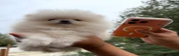 Pomeranian dogs for sale: Teacup Pomeranian Korean bloodline 2 - Ad 7