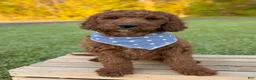 Irish Doodle dogs for sale: Copper - Ad 25