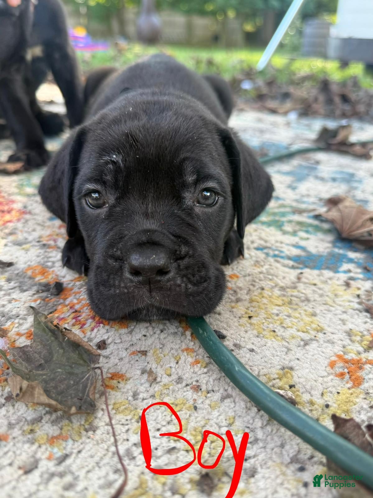 Cane Corso dogs Cane Corso 2 - Ad 30