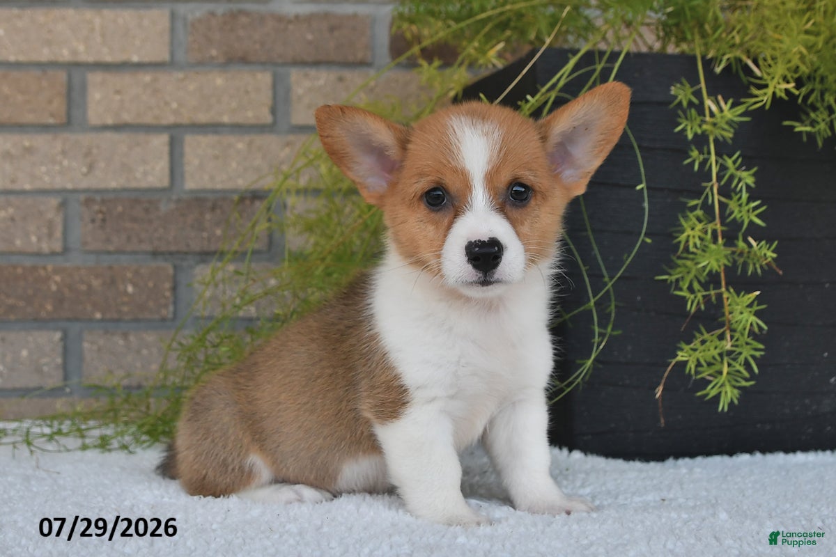 Welsh Corgi Pembroke dogs for sale: Tyler - Ad 3