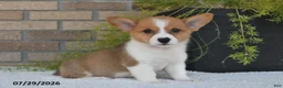 Welsh Corgi Pembroke dogs for sale: Tyler - Ad 1