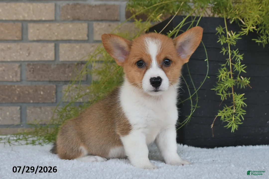 Welsh Corgi Pembroke dogs for sale: Tyler - Ad 1