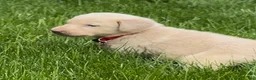 Labrador Retriever dogs for sale: Labrador Retriever Puppy 1 - Ad 17
