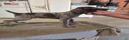 German Shorthaired Pointer dogs for sale: 3 German Shorthaired Pointer puppies  - Ad 6
