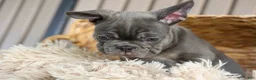 French Bulldog dogs for sale: 🐾 Mickey - Ad 3