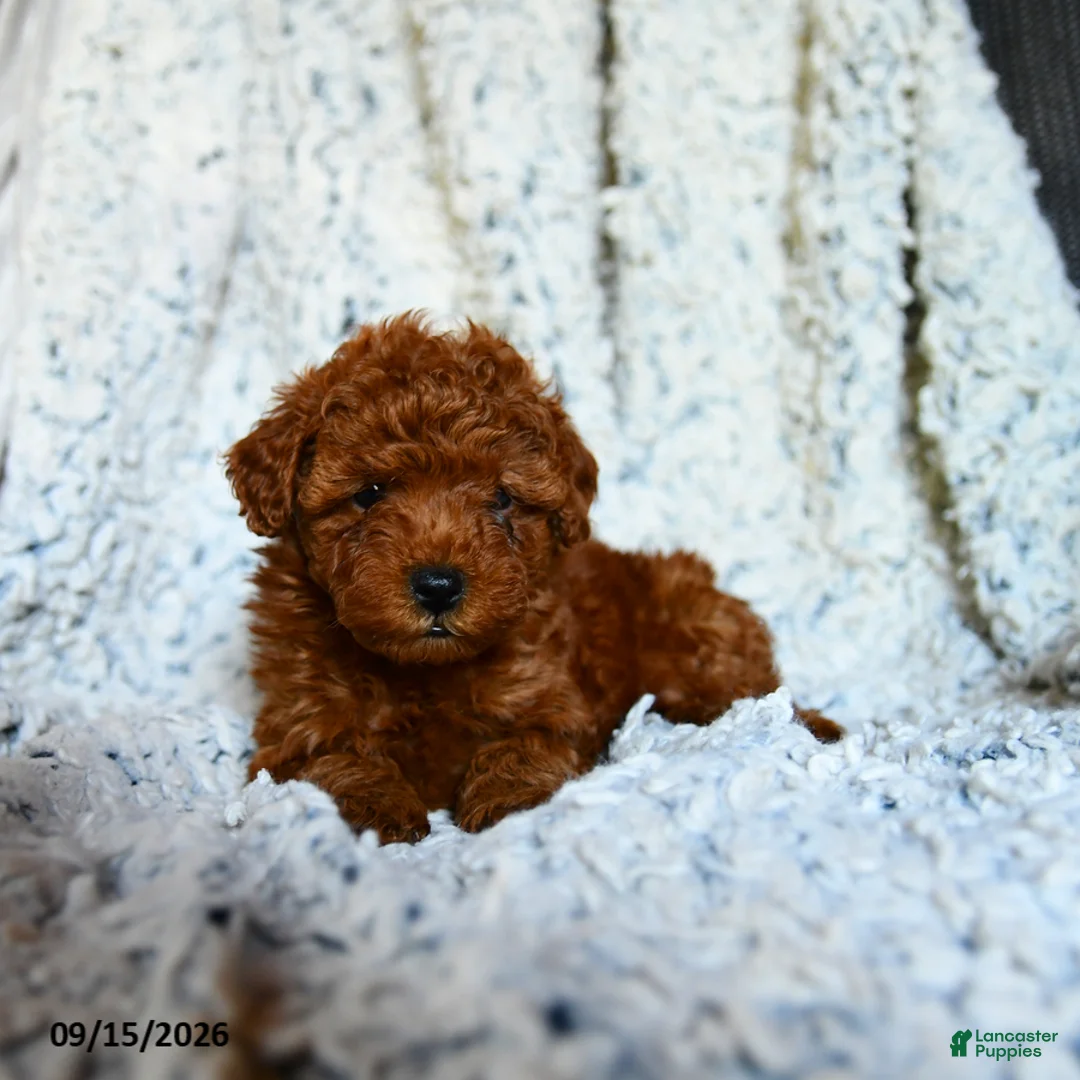 Toy Poodle dogs for sale: Lollipop - Ad 5