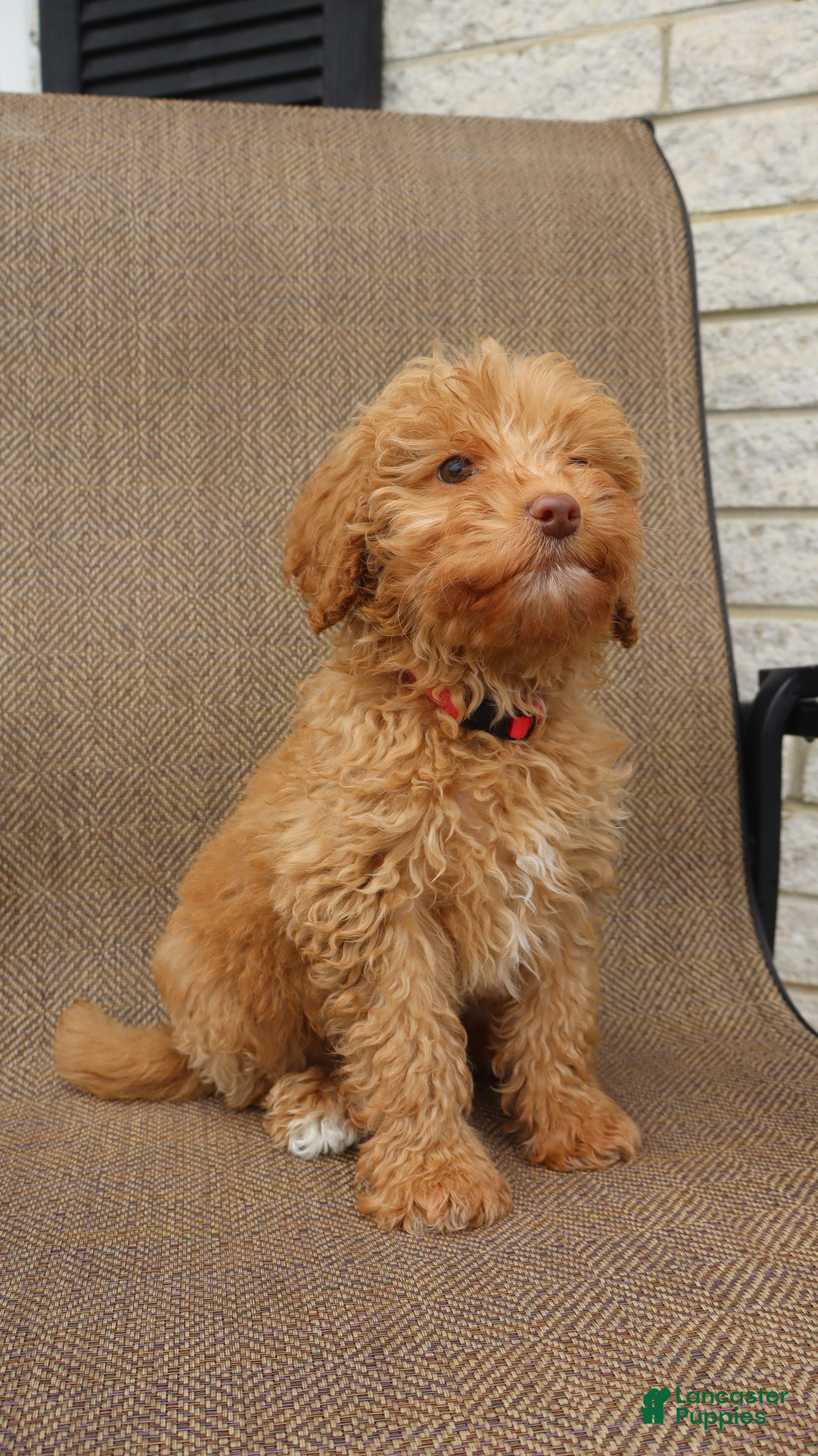 Mini Goldendoodle dogs Mini Goldendoodle Ezra - Ad 29
