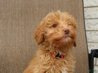 Mini Goldendoodle dogs Mini Goldendoodle Ezra - Ad 29