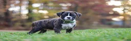 Boxer dogs for sale: Carter - Ad 5