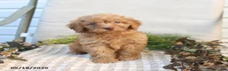 Mini Goldendoodle dogs for sale: Melody - Ad 5