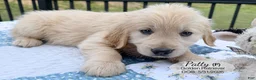Golden Retriever dogs for sale: Patty - Ad 1