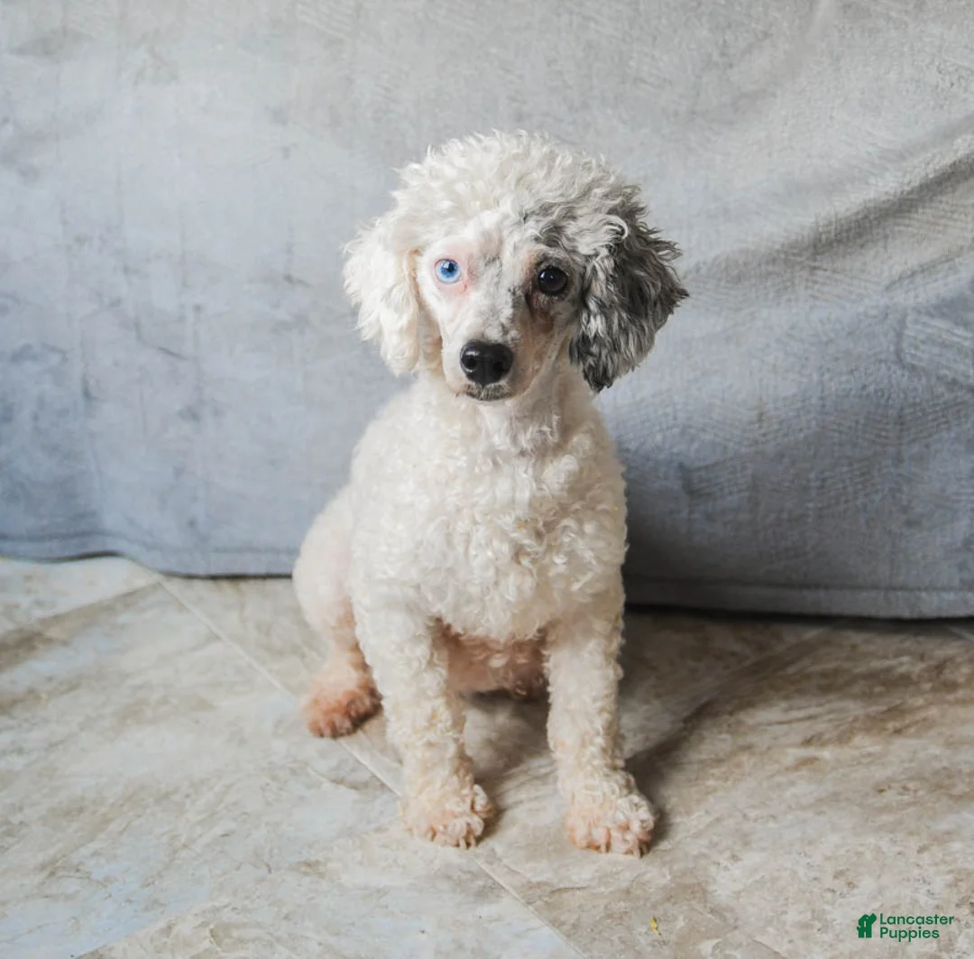 Toy Poodle dogs for sale: Coke - Ad 4