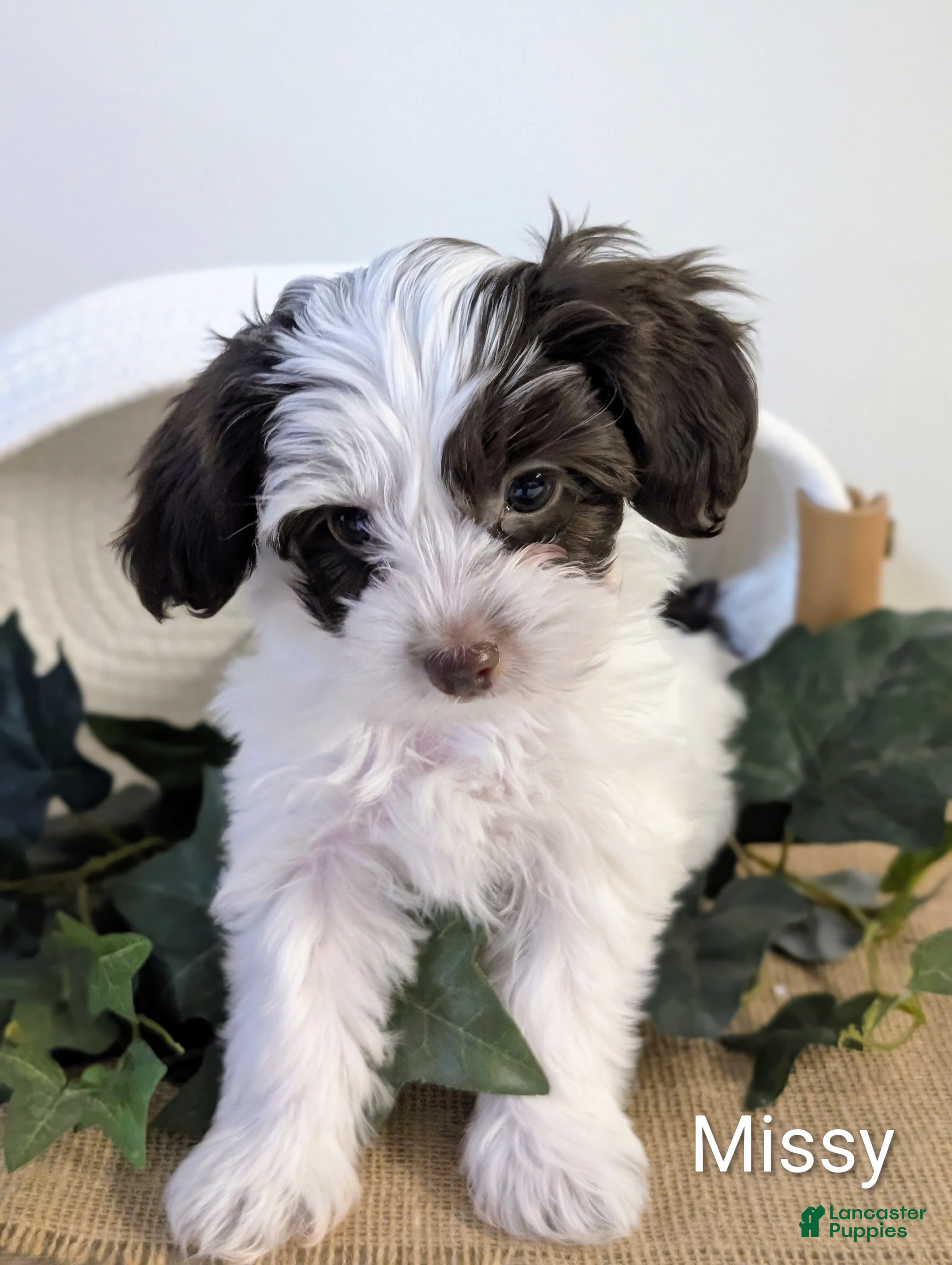 Yorkiepoo dogs Missy - Ad 40