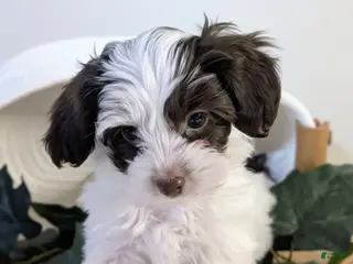 Yorkiepoo dogs Missy - Ad 40