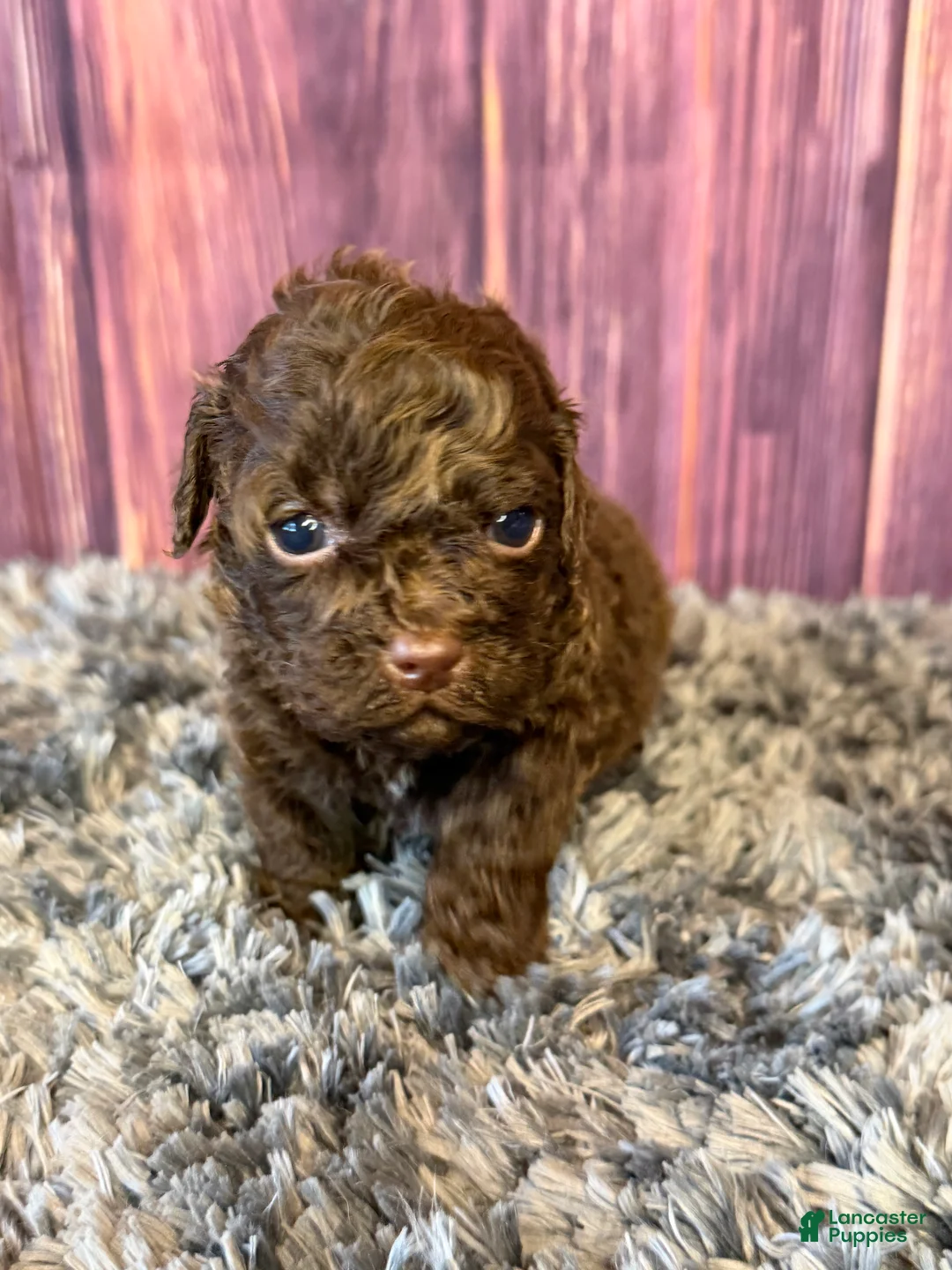 Cockapoo dogs for sale: Ariel - Ad 2