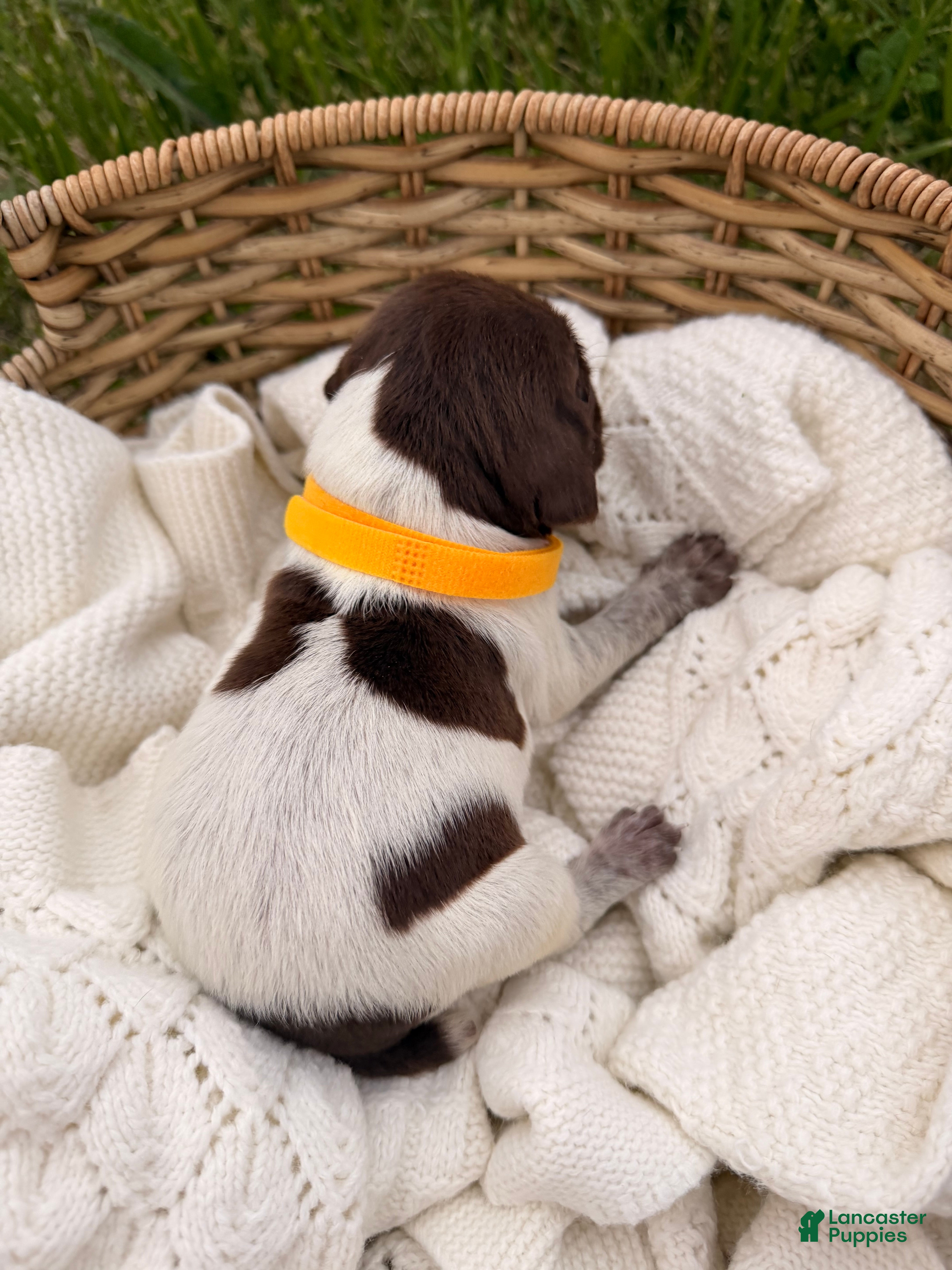 German Shorthaired Pointer dogs Olive - Ad 2