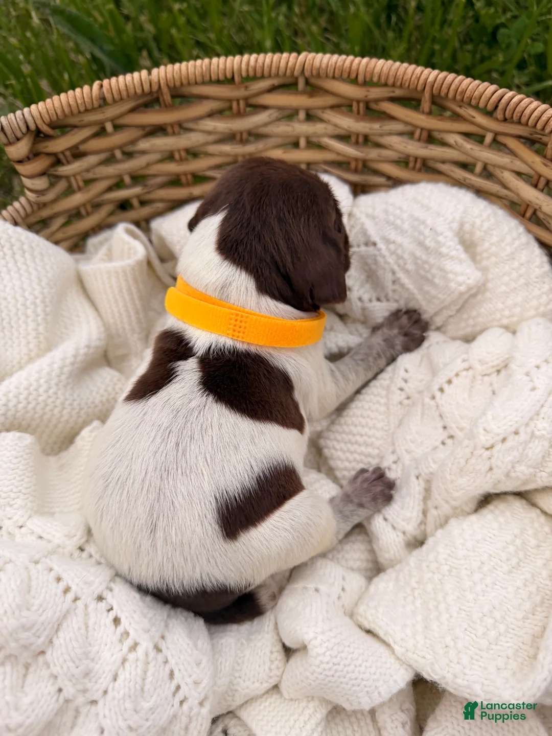 German Shorthaired Pointer dogs for sale: Olive - Ad 2