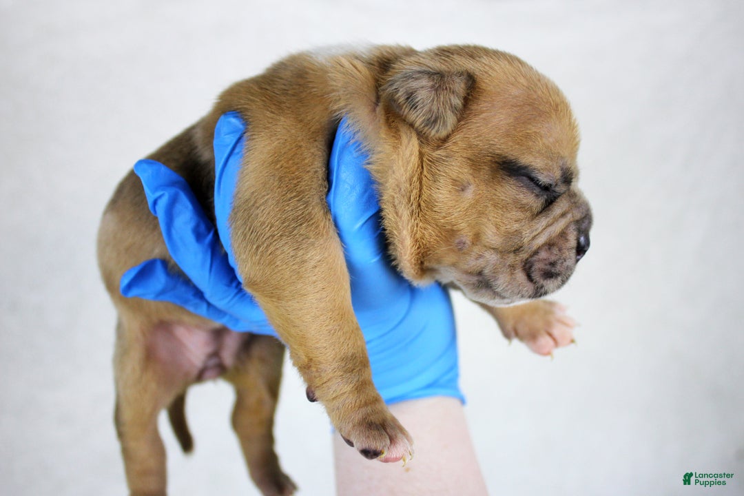 American Bully dogs for sale: Black Fawn Merle Female - Ad 4