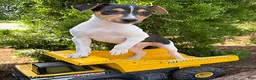 Mixed Breed dogs for sale: Samson - Ad 3
