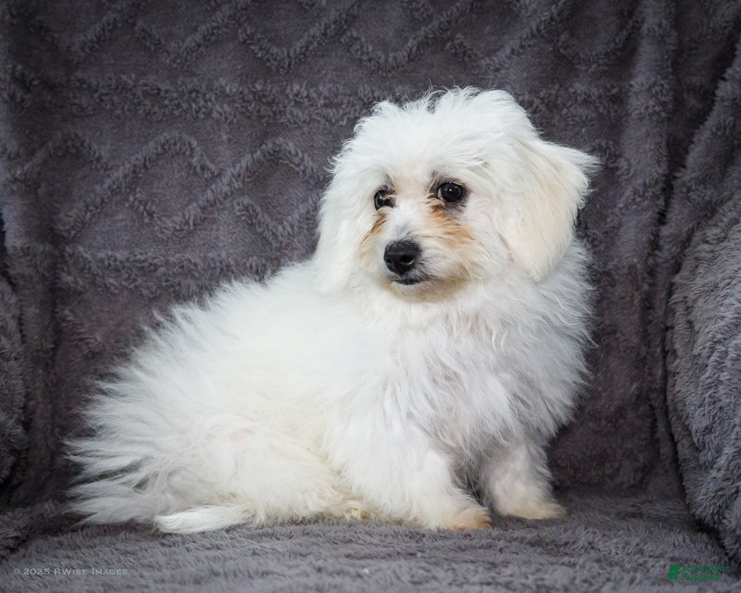 Bichon Frise dogs for sale: Jamaica - Ad 8