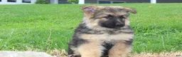 German Shepherd dogs for sale: Elliot - Ad 2