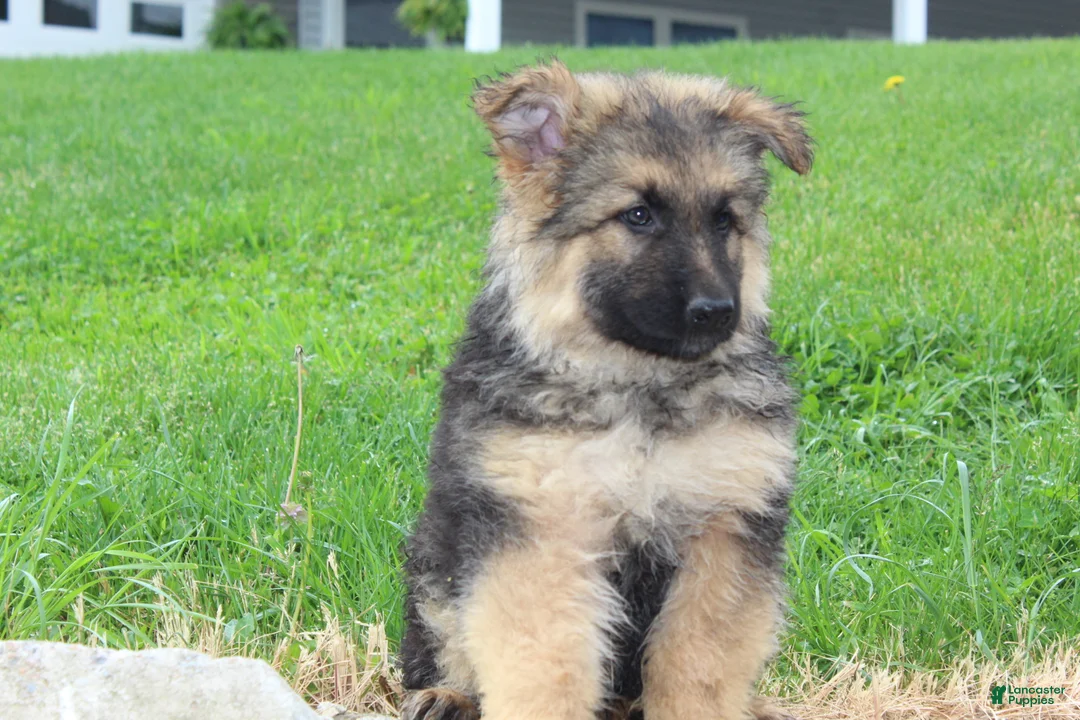 German Shepherd dogs for sale: Elliot - Ad 2