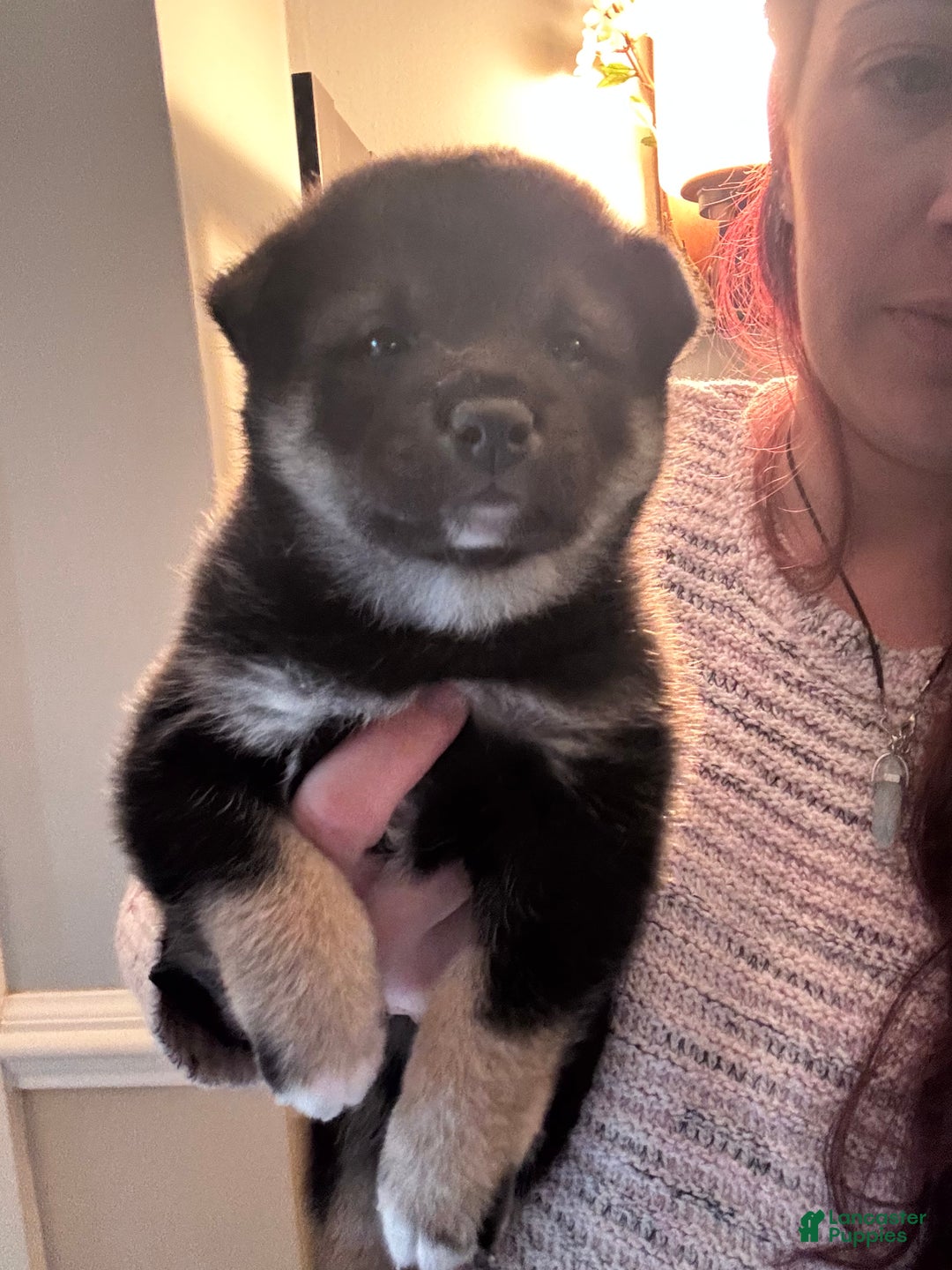 Shiba Inu dogs for sale: Shiba Inu Puppy 1 - Ad 11